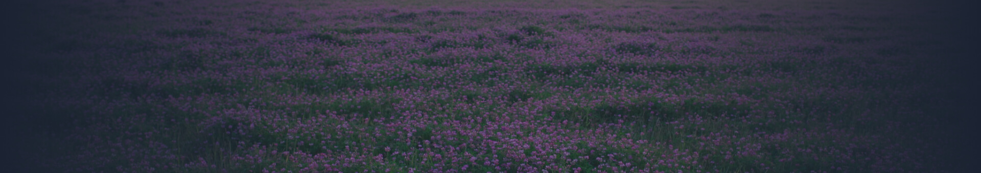 Astragalus